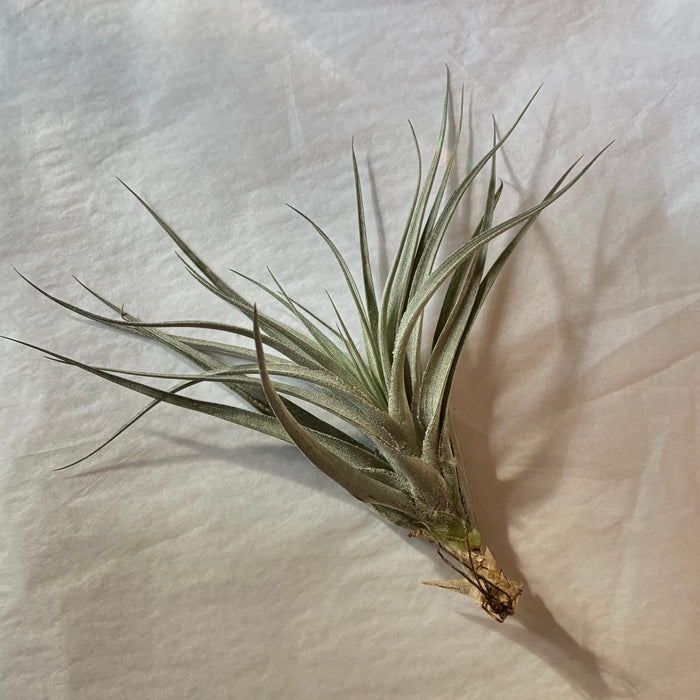 A610 Tillandsia recurvifolia - Large