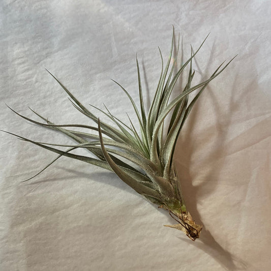 A610 Tillandsia recurvifolia - Large