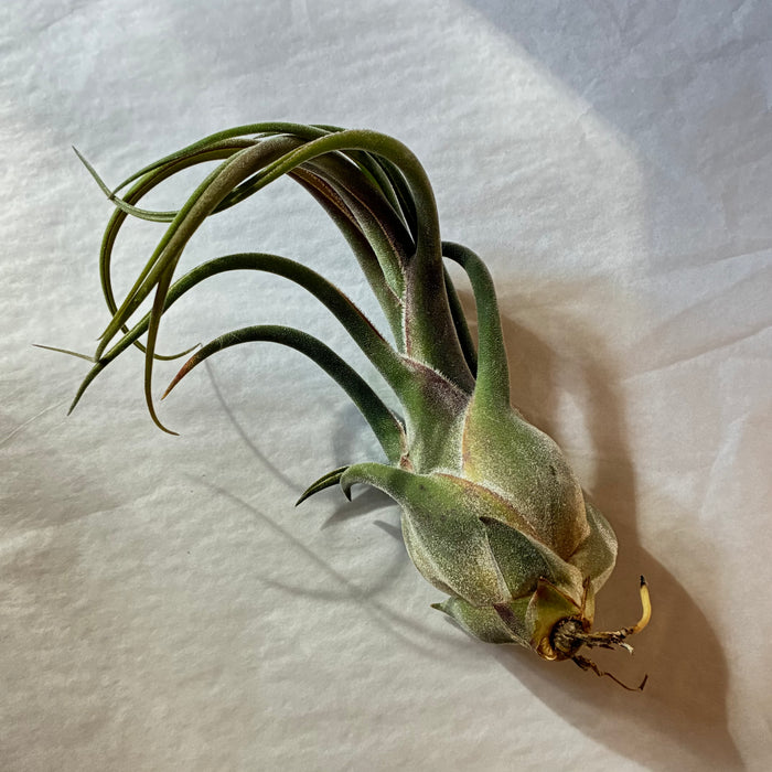 A611 Tillandsia seleriana - Large