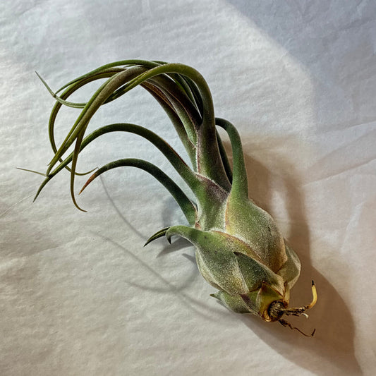 A611 Tillandsia seleriana - Large