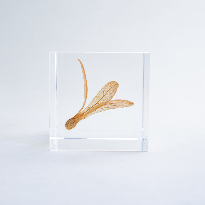 Ant Tree Cube