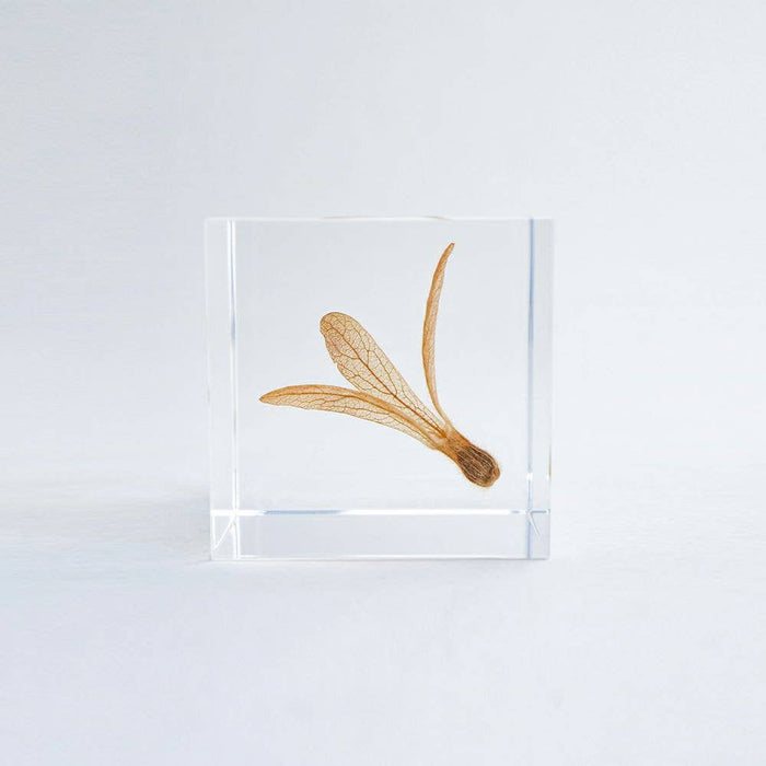 Ant Tree Cube