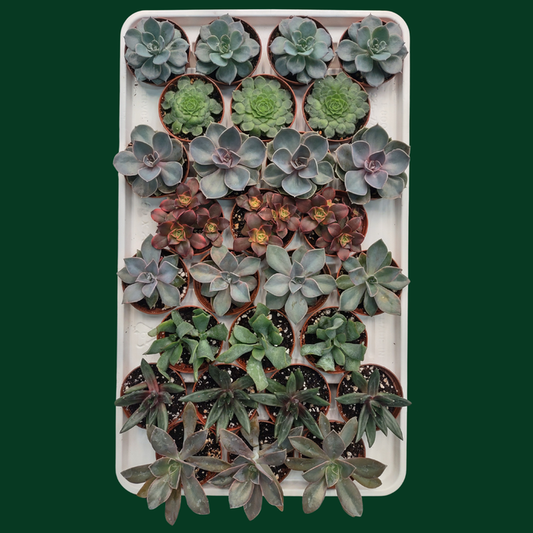 CACTUS EN LIGNE 2.5" ASSORT Succulents