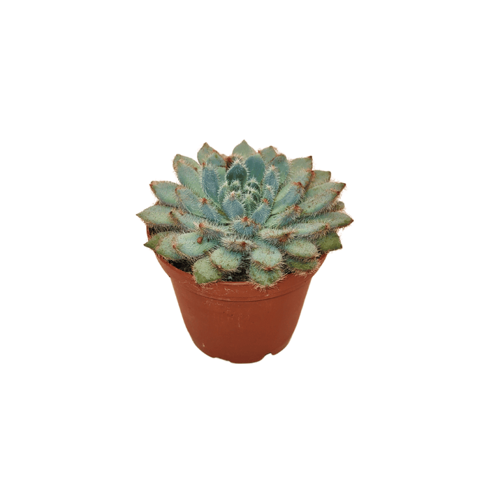 CACTUS EN LIGNE 2.5" ASSORT Succulents