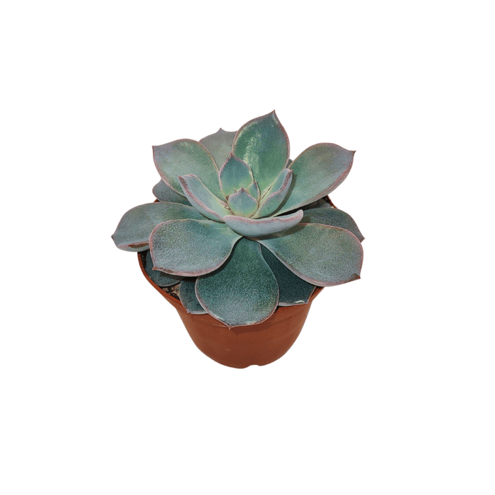 CACTUS EN LIGNE 2.5" ASSORT Succulents