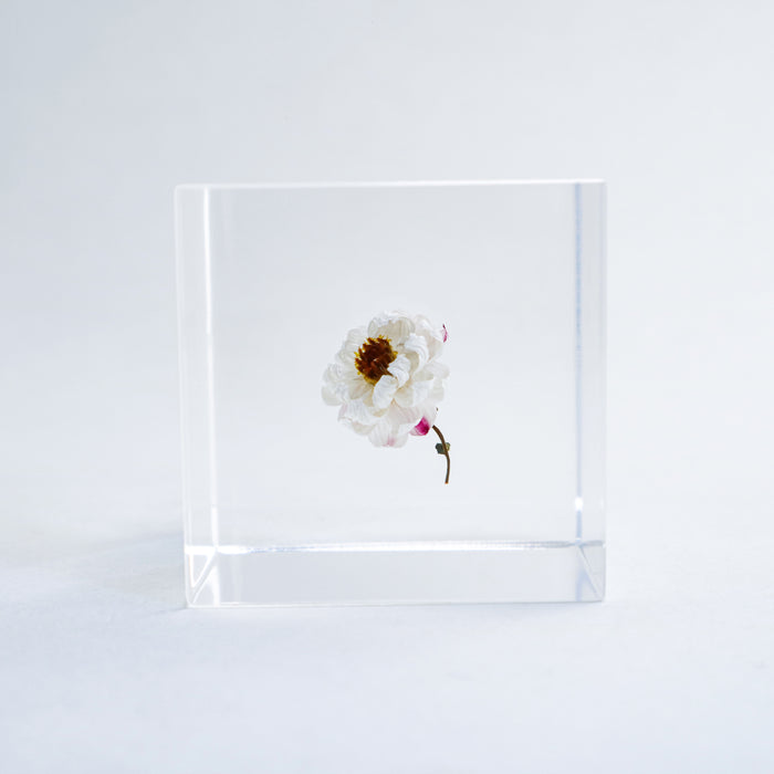 Chamomile Sunray