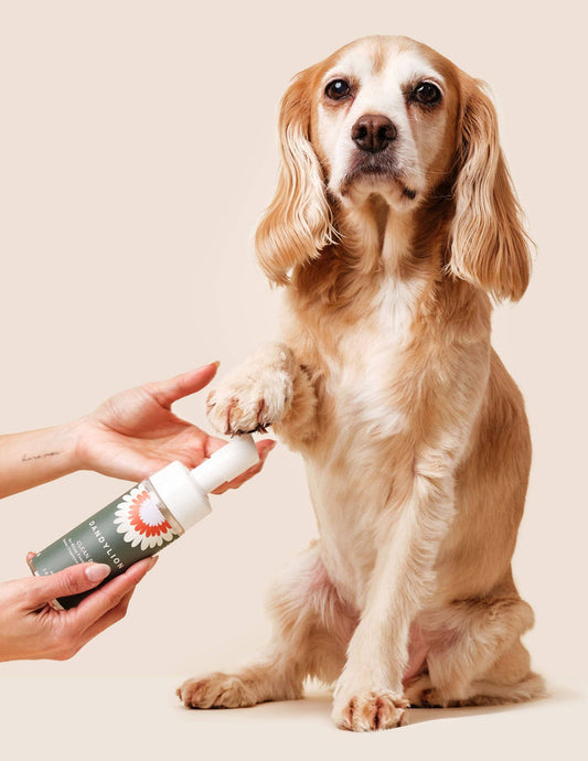 DANDYLION Refill - Clean Paws No-Rinse Foaming Cleanser