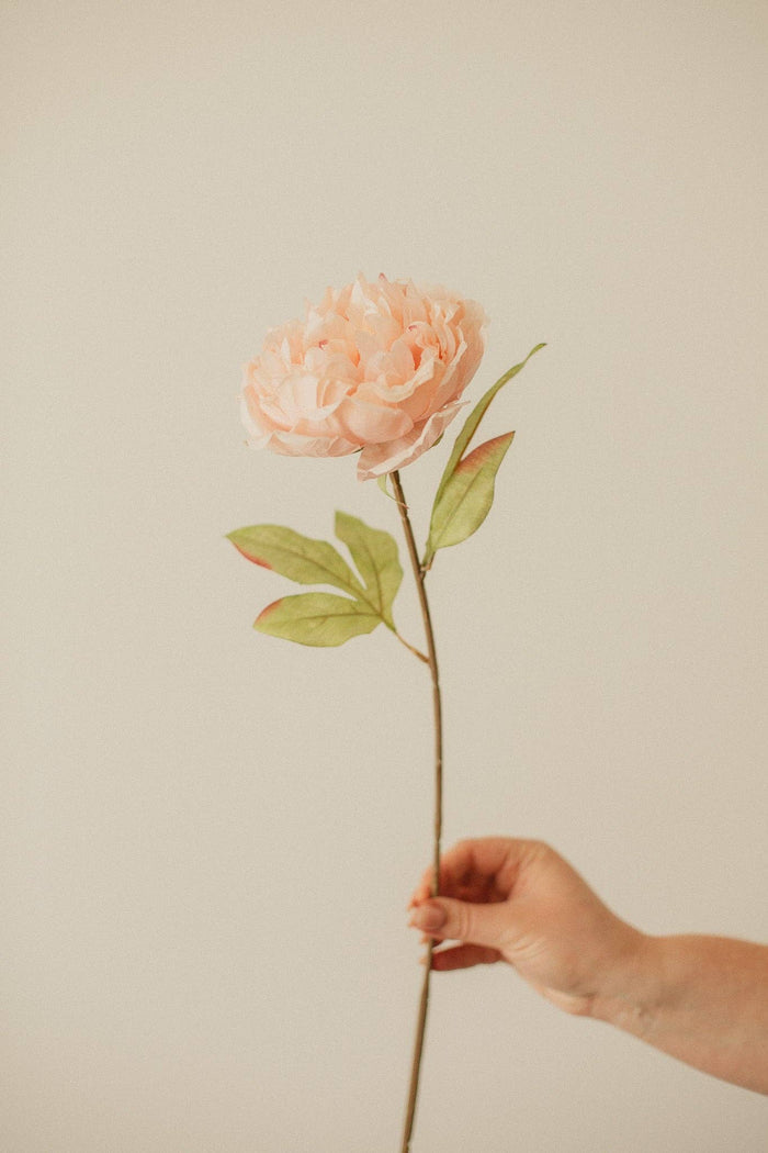 EUCALYPT Large Peony