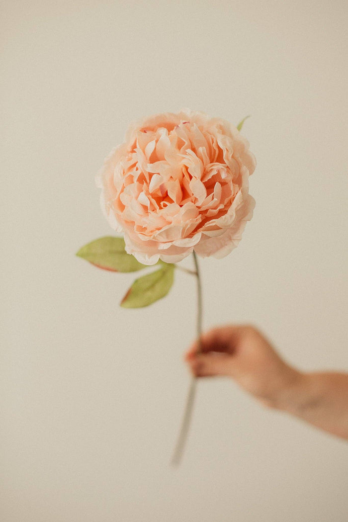 EUCALYPT Large Peony