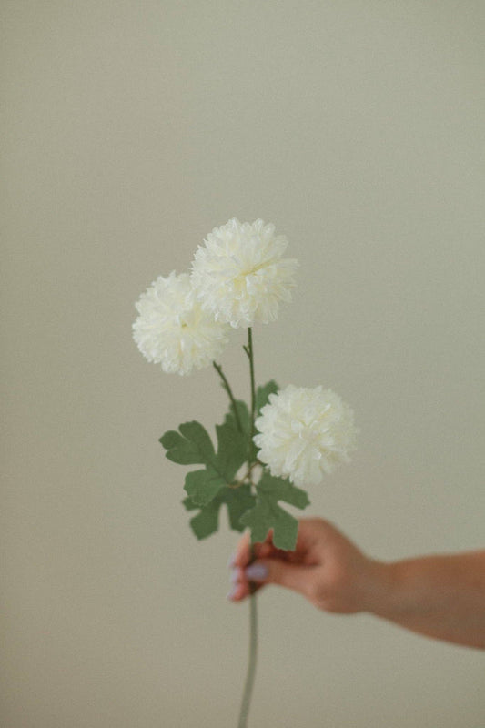 EUCALYPT White Dandelion