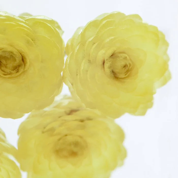 Immortelle Cube
