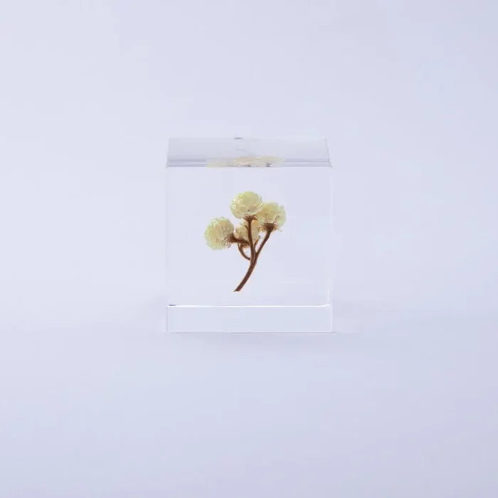 Immortelle Cube