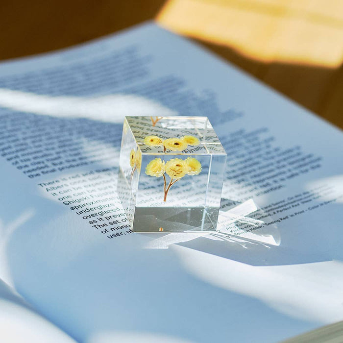 Immortelle Cube