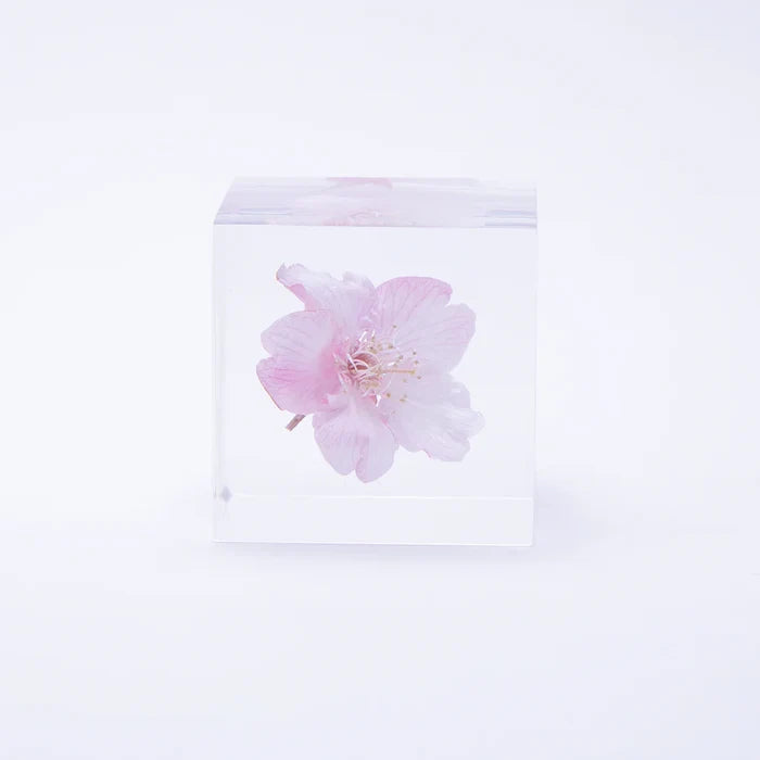 Sakura Cube - Kawazu-zakura