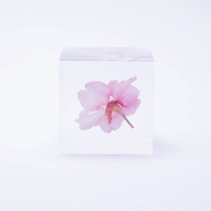 Sakura Cube - Kawazu-zakura