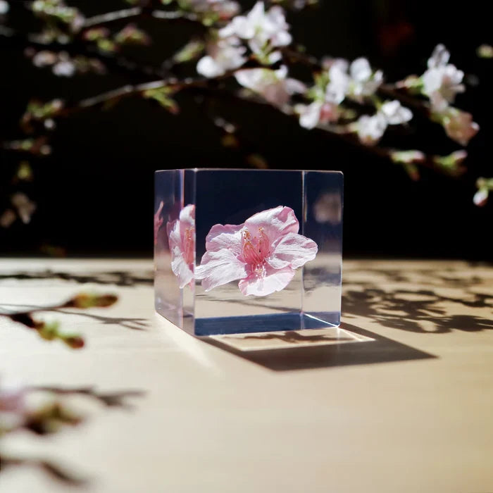 Sakura Cube - Kawazu-zakura