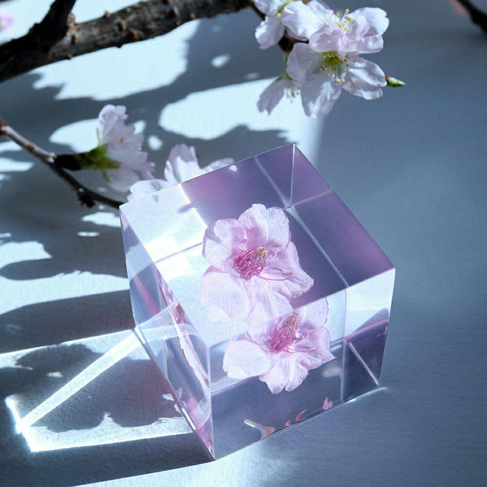 Sakura Cube - Kawazu-zakura