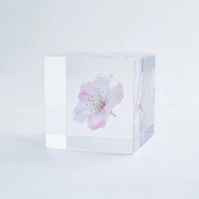 Sakura Cube - Komatsu-otome