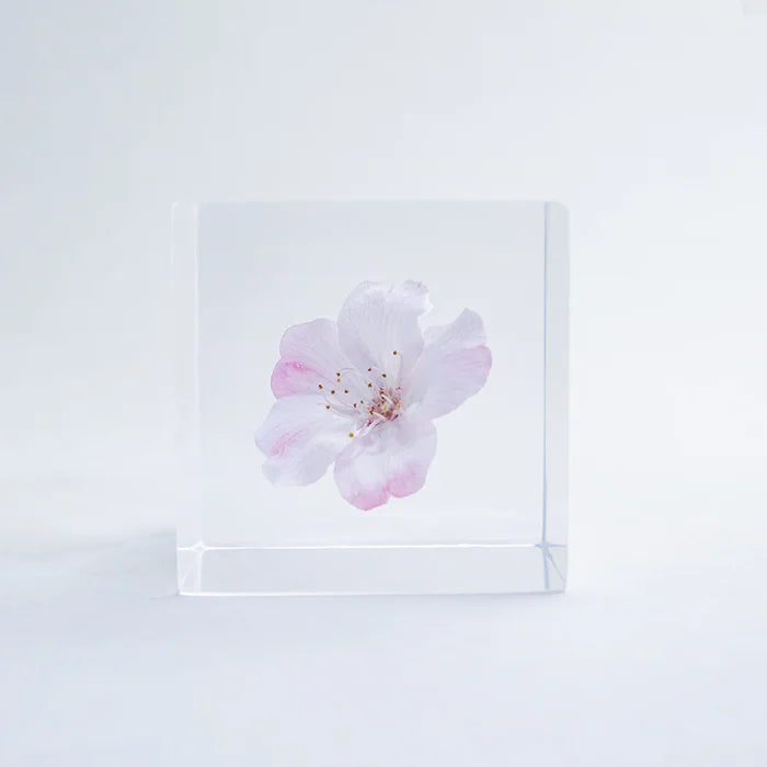 Sakura Cube - Komatsu-otome