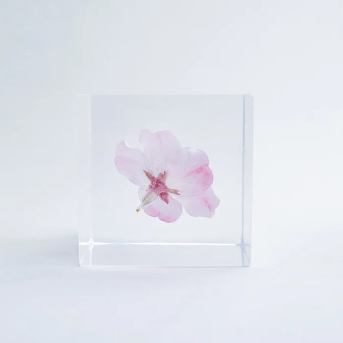 Sakura Cube - Komatsu-otome