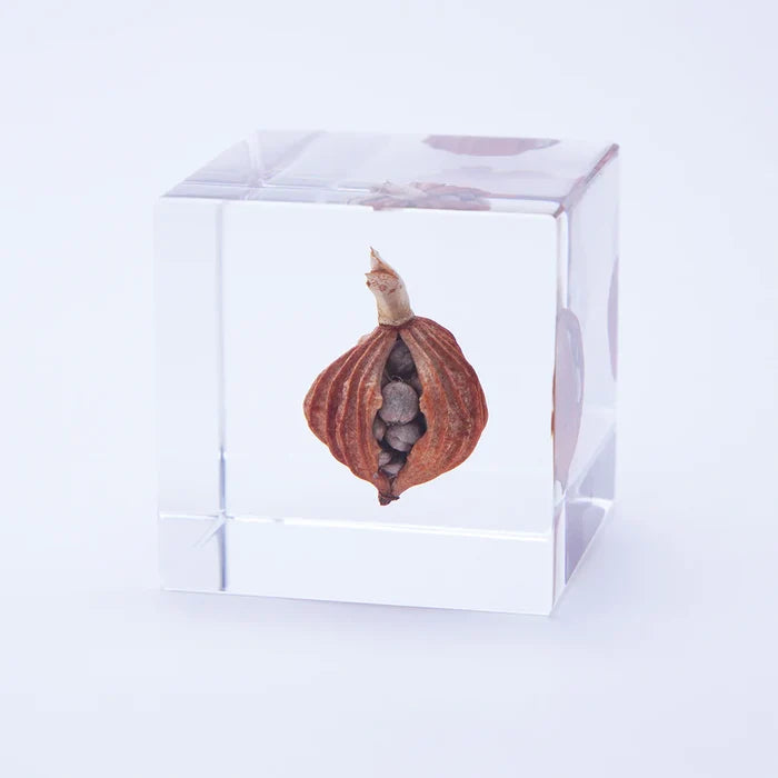 Shell Ginger Cube