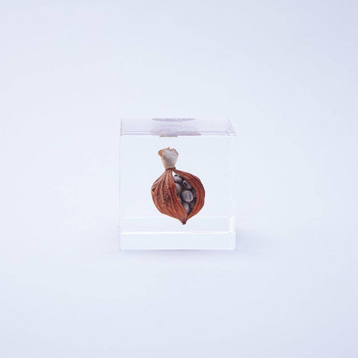 Shell Ginger Cube