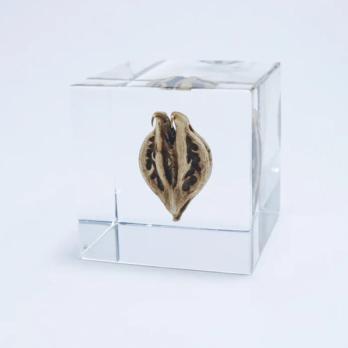 Tiger's Claw Cube