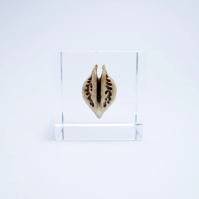 Tiger's Claw Cube