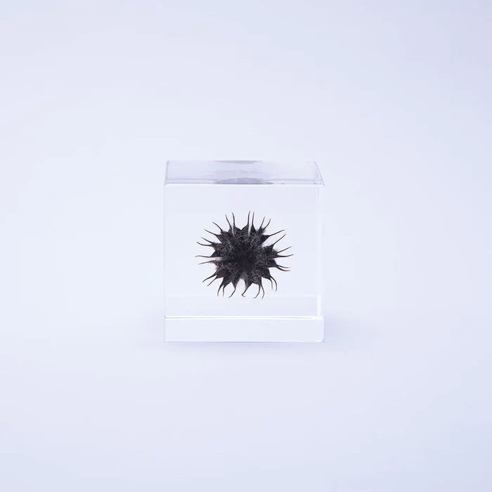 Velvetleaf